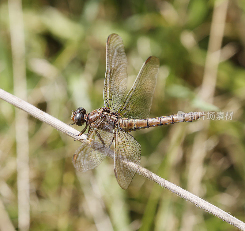 龙骨Skimmer (Orthetrum coerulescens)雌性